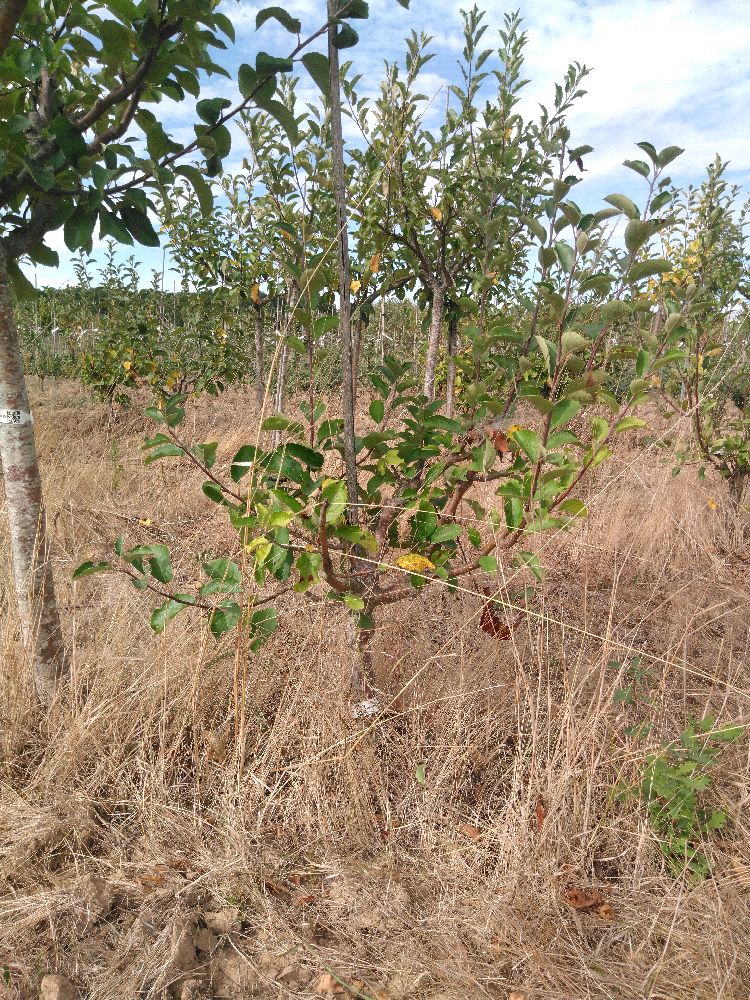 Pommier - Court Pendu Gris - Buisson - Force 1 - Tête déséquilibrée