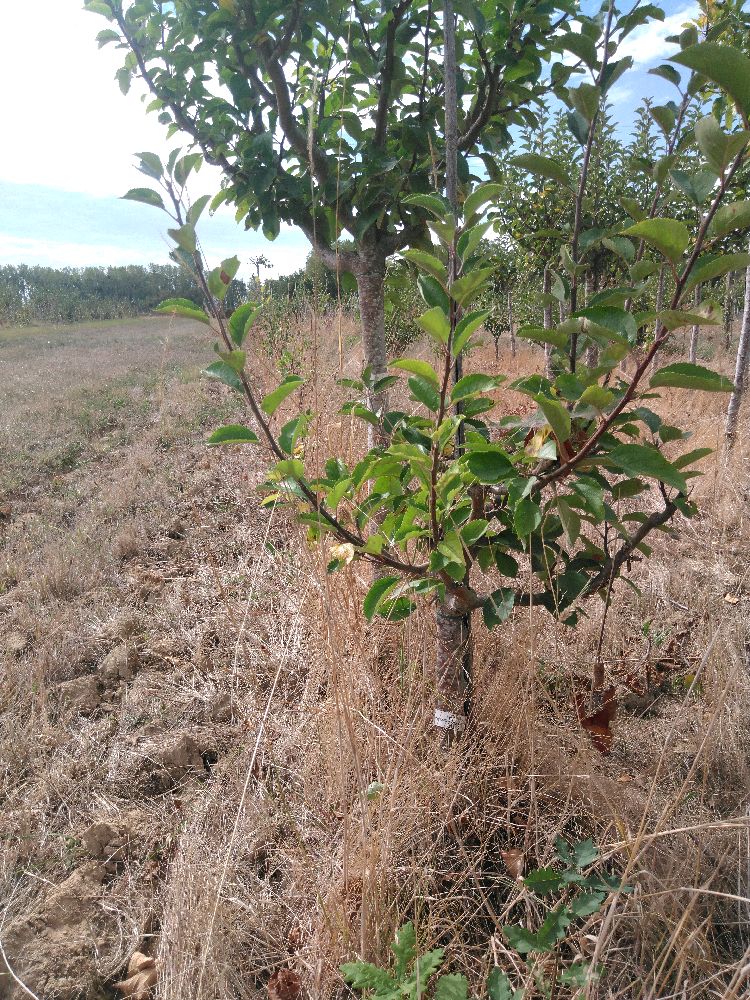 Pommier - Court Pendu Gris - Buisson - Force 1 - Tête déséquilibrée
