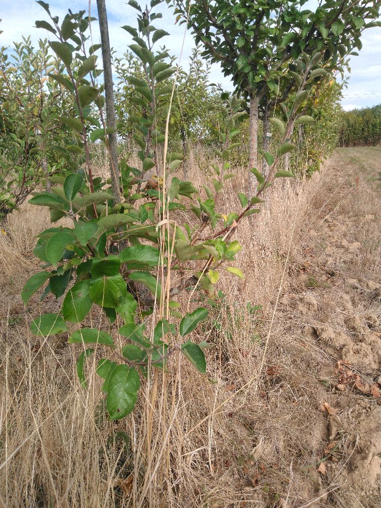 Pommier - Court Pendu Gris - Buisson - Force 1 - Tête déséquilibrée