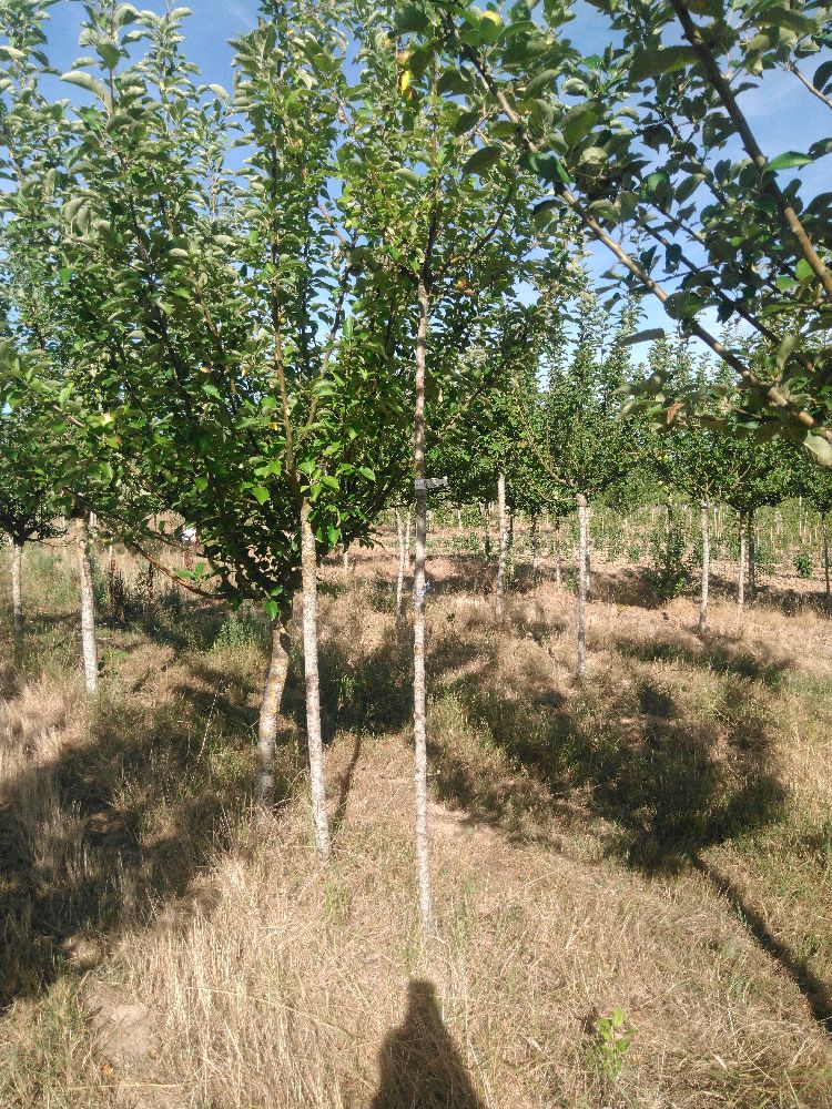Pommier - Court Pendu Gris - Tige Haute - Force 1 - Autre