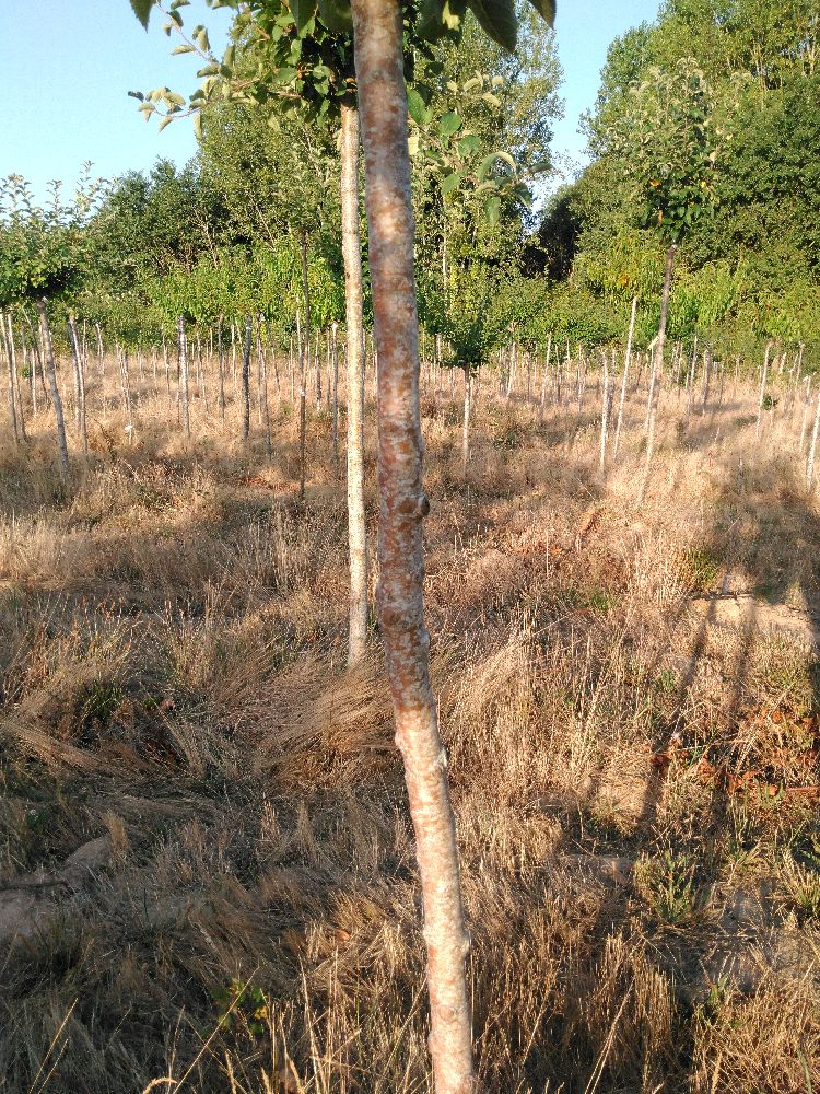 Pommier - Doux Amer - Tige Demi - Force 1 - Tronc coudé