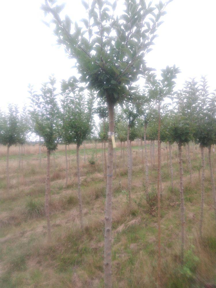 Pommier - Doux Amer - Tige Haute - Force 2 - Autre