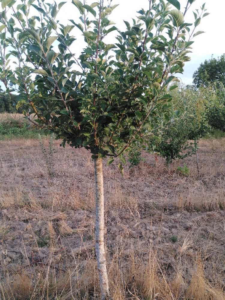 Pommier - Fenouillet Gris - Tige Quart - Force 2 - Penché