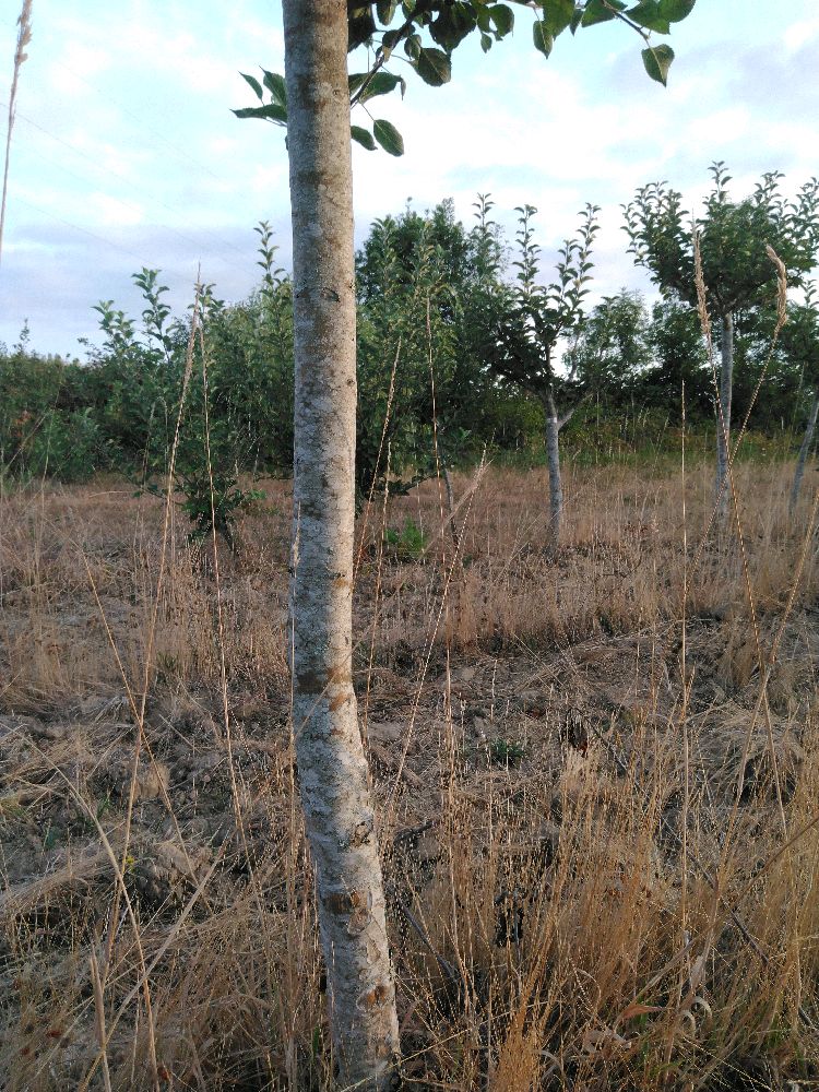 Pommier - Fenouillet Gris - Tige Quart - Force 2 - Penché