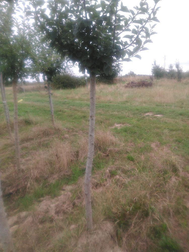 Pommier - Glenon - Tige Demi - Force 2 - Penché