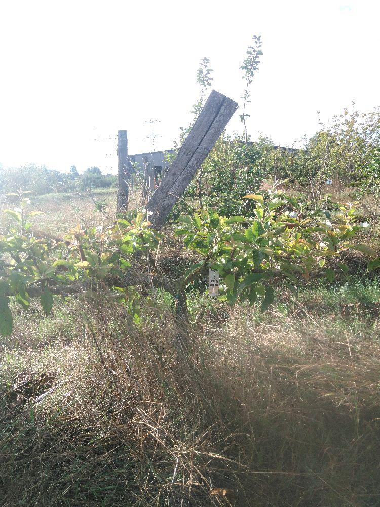 Pommier - Golden Delicious - Cordon 2 Bras 0.40 - Force 2 - Autre