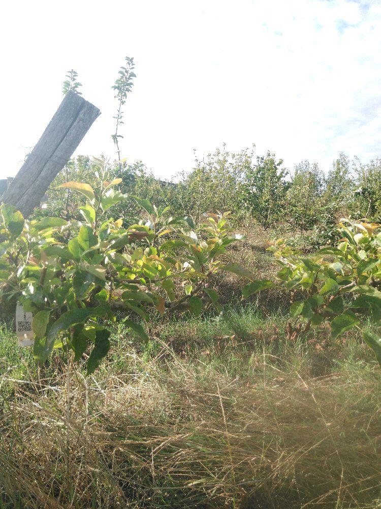 Pommier - Golden Delicious - Cordon 2 Bras 0.40 - Force 2 - Autre