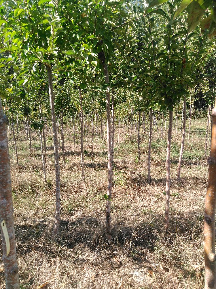 Pommier - Golden Delicious - Tige Haute - Force 1 - Cicatrice