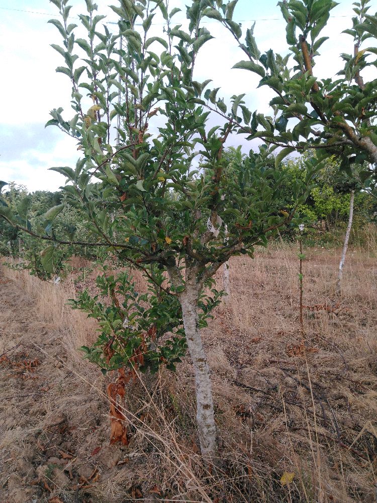 Pommier - Golden Delicious - Tige Quart - Force 3 - Penché