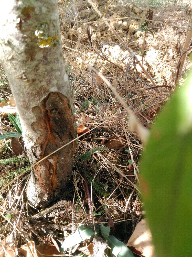 Pommier - Gravenstein - Buisson - Force 1 - Cicatrice