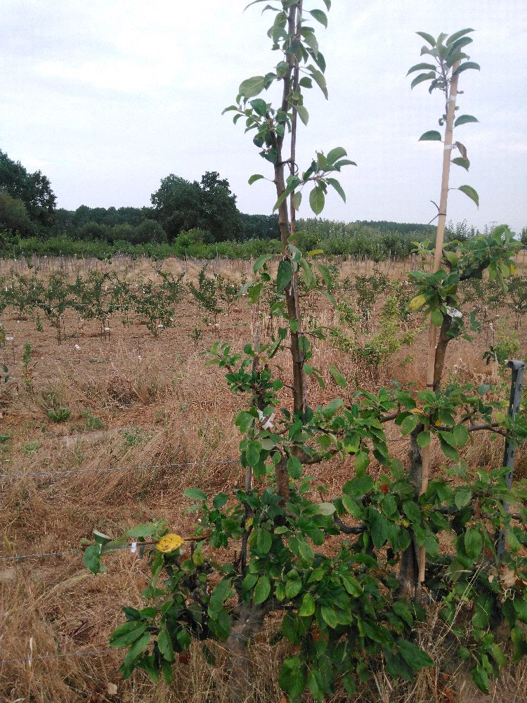 Pommier - Gravenstein - Palmette A La Diable - Force 1 - 