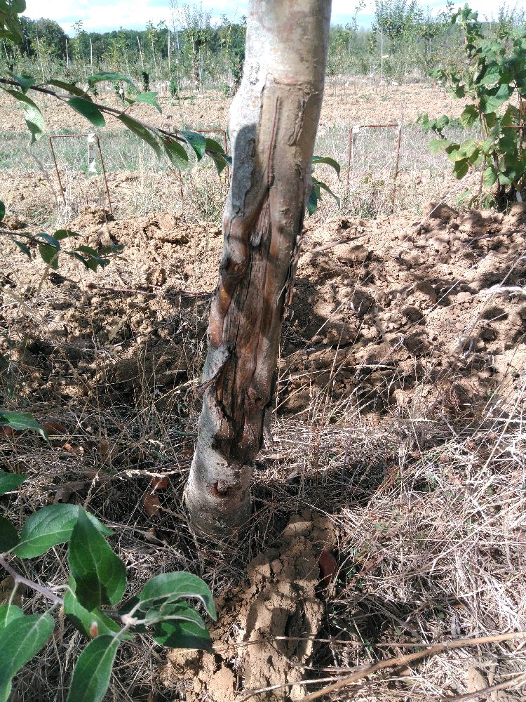 Pommier - Gravenstein - Tige Demi - Force 2 - 