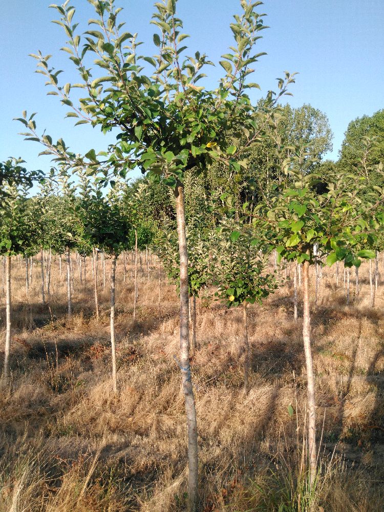 Pommier - Gravenstein - Tige Haute - Force 3 - Tronc abîmé