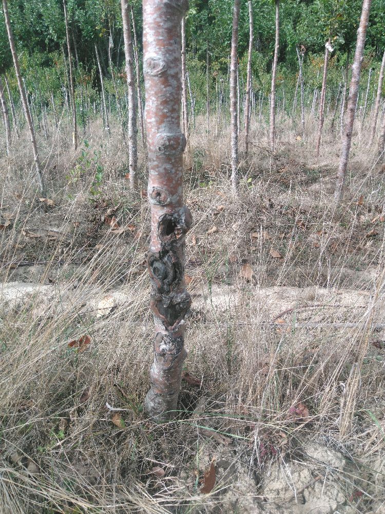Pommier - Gravenstein - Tige Haute - Force 1 - Cicatrice