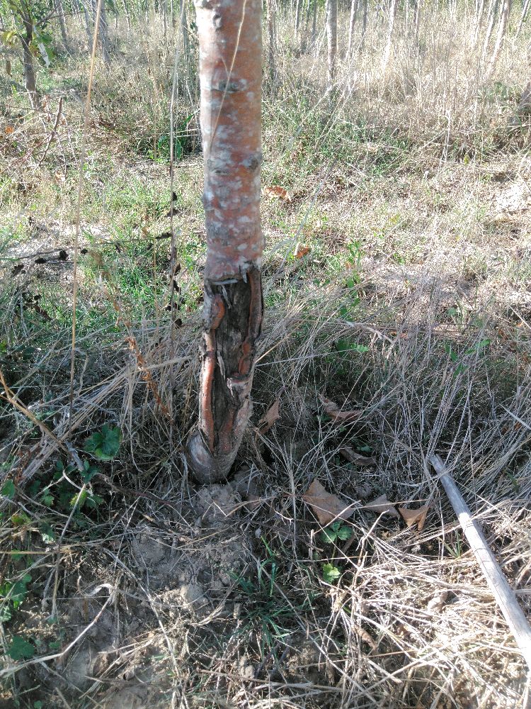 Pommier - Gravenstein - Tige Haute - Force 1 - Cicatrice