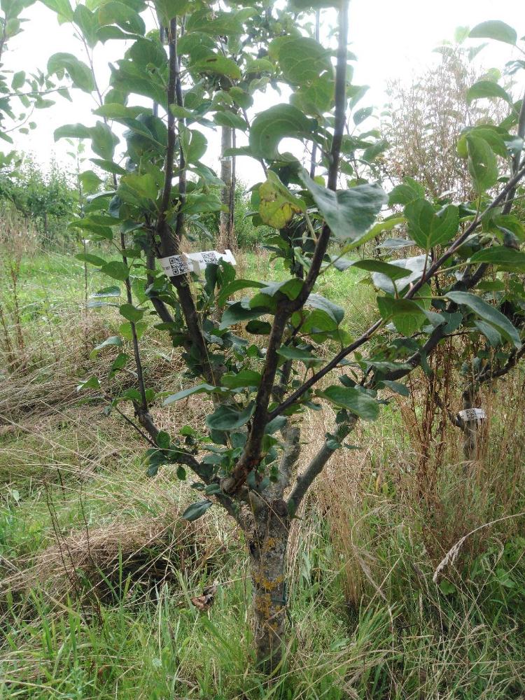 Pommier - Jolibois - Buisson - Force 1 - Tête déséquilibrée