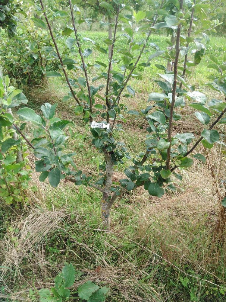 Pommier - Jolibois - Buisson - Force 1 - Tête déséquilibrée