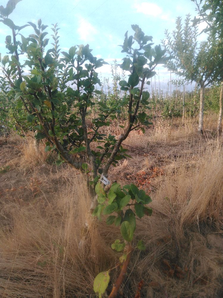 Pommier - Jolibois - Buisson - Force 1 - Tête déséquilibrée