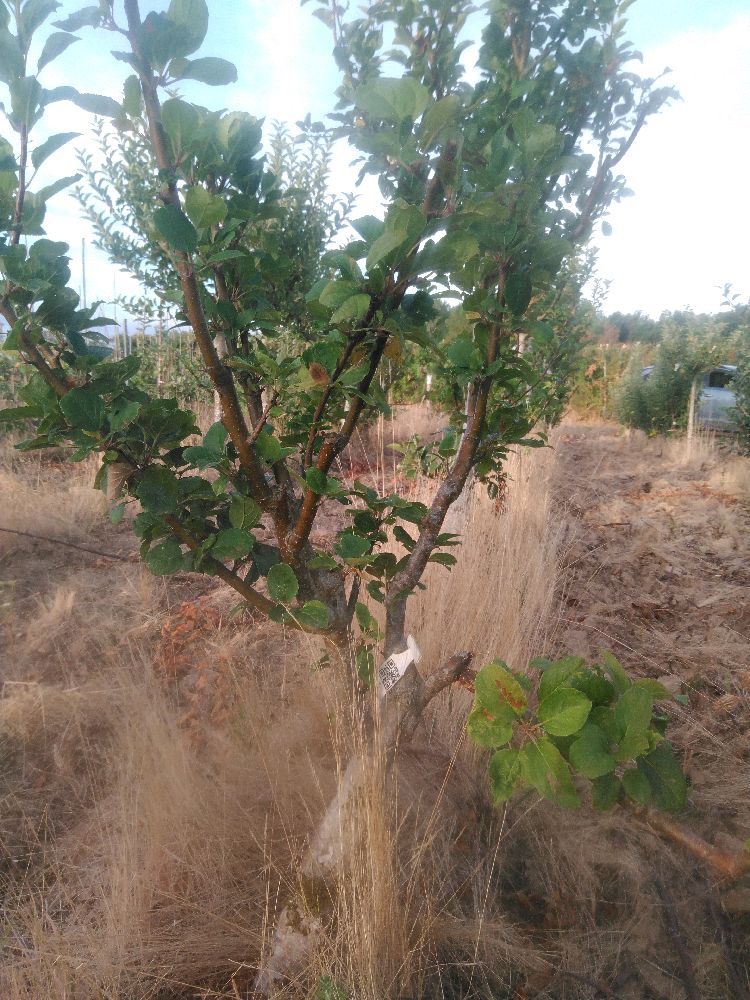 Pommier - Jolibois - Buisson - Force 1 - Tête déséquilibrée