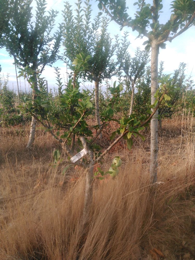 Pommier - Jolibois - Buisson - Force 1 - Tête déséquilibrée