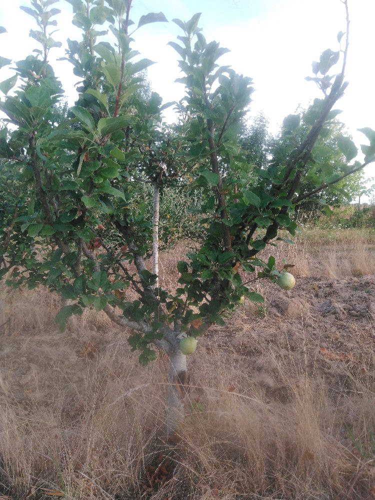 Pommier - Jolibois - Buisson - Force 3 - Cicatrice