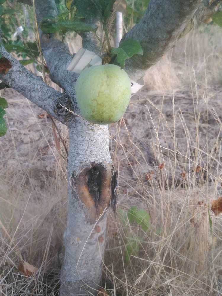 Pommier - Jolibois - Buisson - Force 3 - Cicatrice
