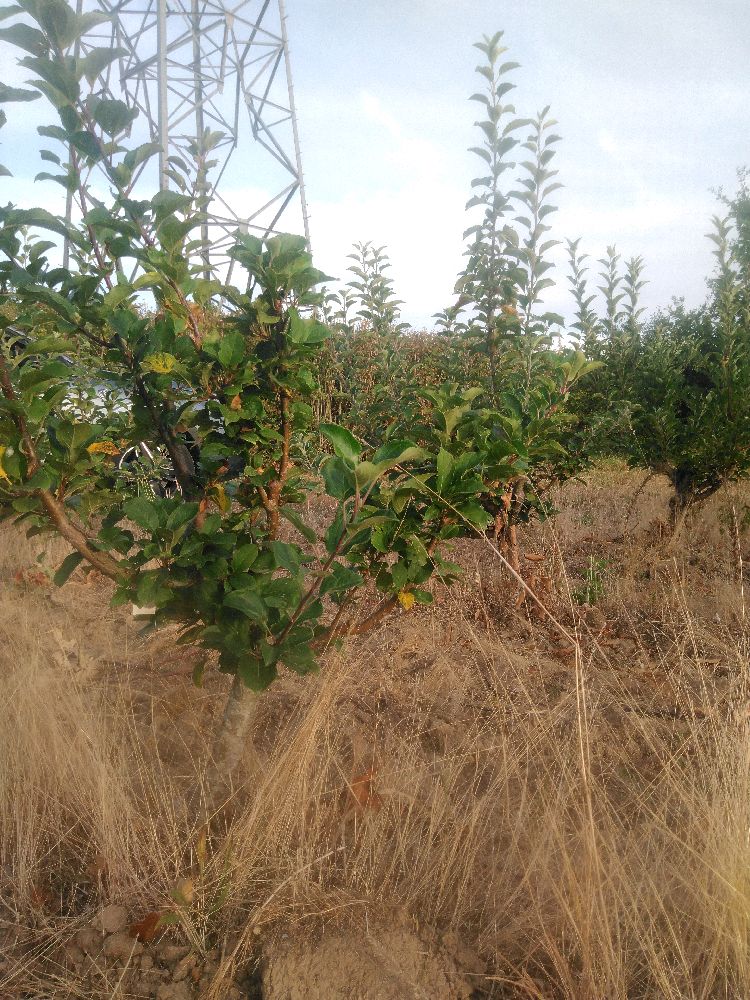 Pommier - Jolibois - Buisson - Force 1 - Tête déséquilibrée