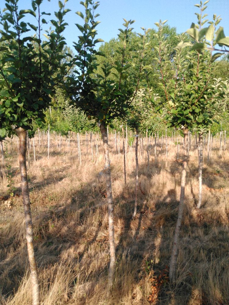 Pommier - Jolibois - Tige Demi - Force 1 - Tronc coudé