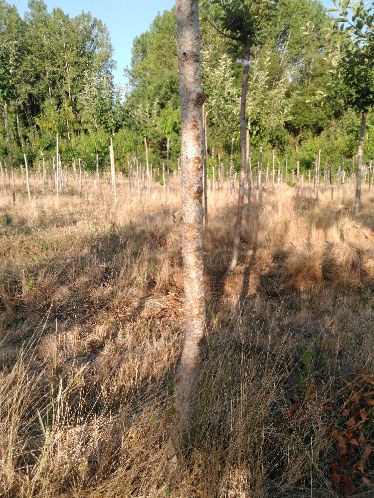 Pommier - Jolibois - Tige Demi - Force 1 - Tronc coudé