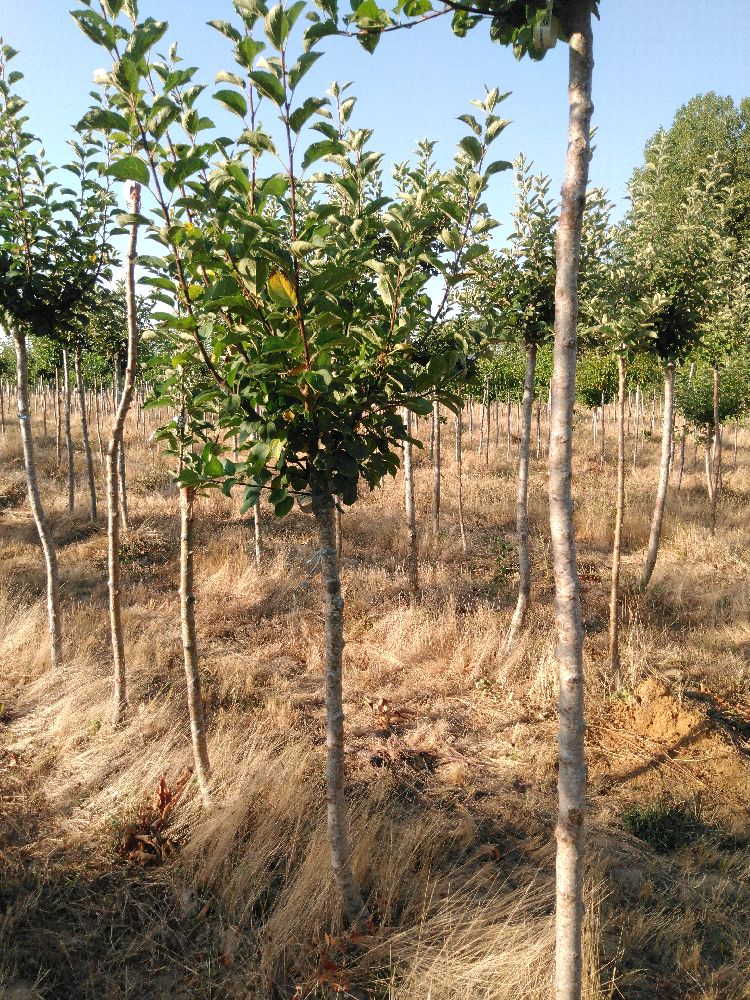 Pommier - Jolibois - Tige Quart - Force 2 - Tronc coudé