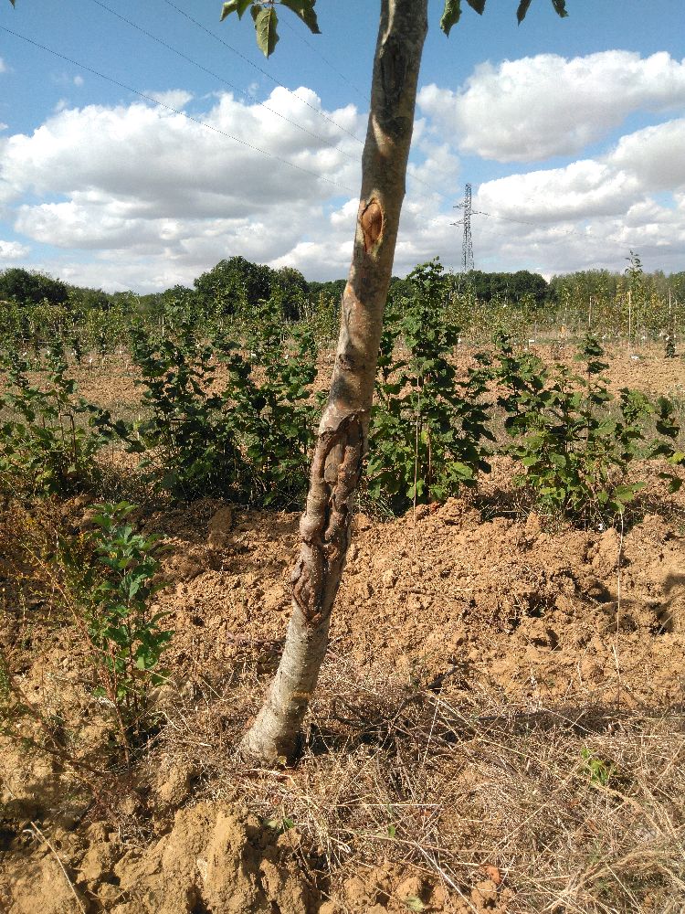 Pommier - Jonagold - Tige Demi - Force 2 - 