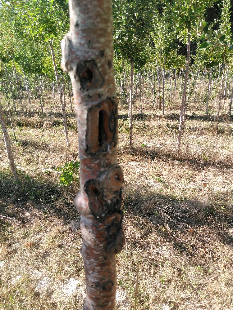 Pommier - Jonagold - Tige Haute - Force 1 - Cicatrice