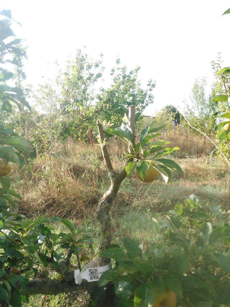 Pommier - Pépin Gris de Parker - Verrier 4 Bras - Force 2 - Tête déséquilibrée