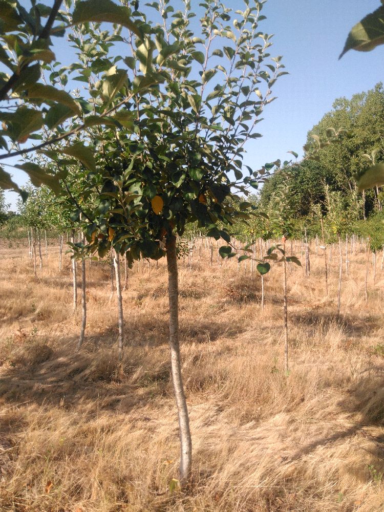 Pommier - Rambour Papeleu - Tige Demi - Force 3 - Autre