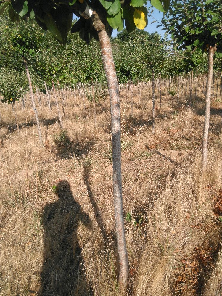 Pommier - Rambour Papeleu - Tige Demi - Force 2 - Penché