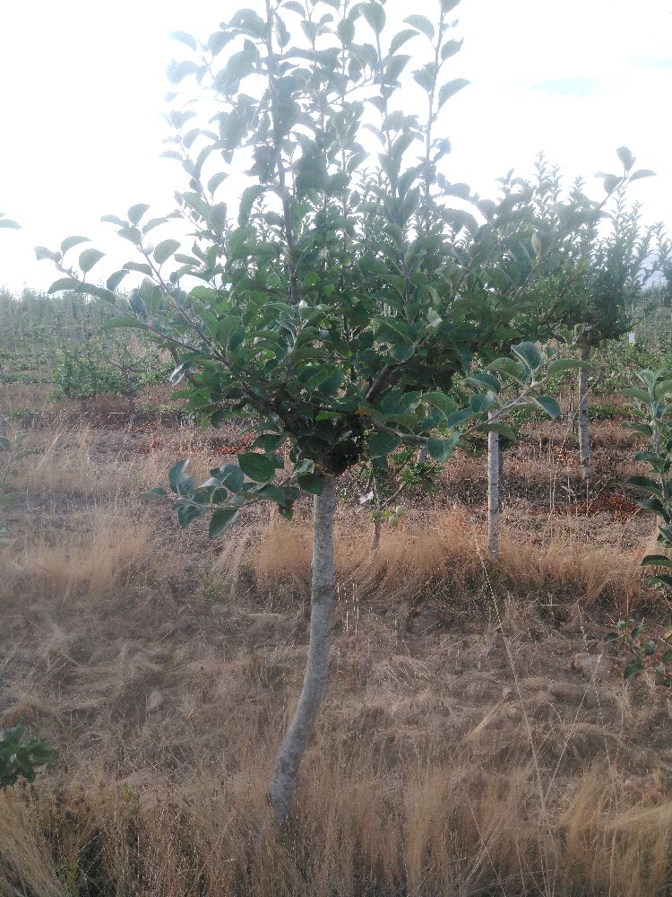 Pommier - Rambour Papeleu - Tige Quart - Force 2 - Penché