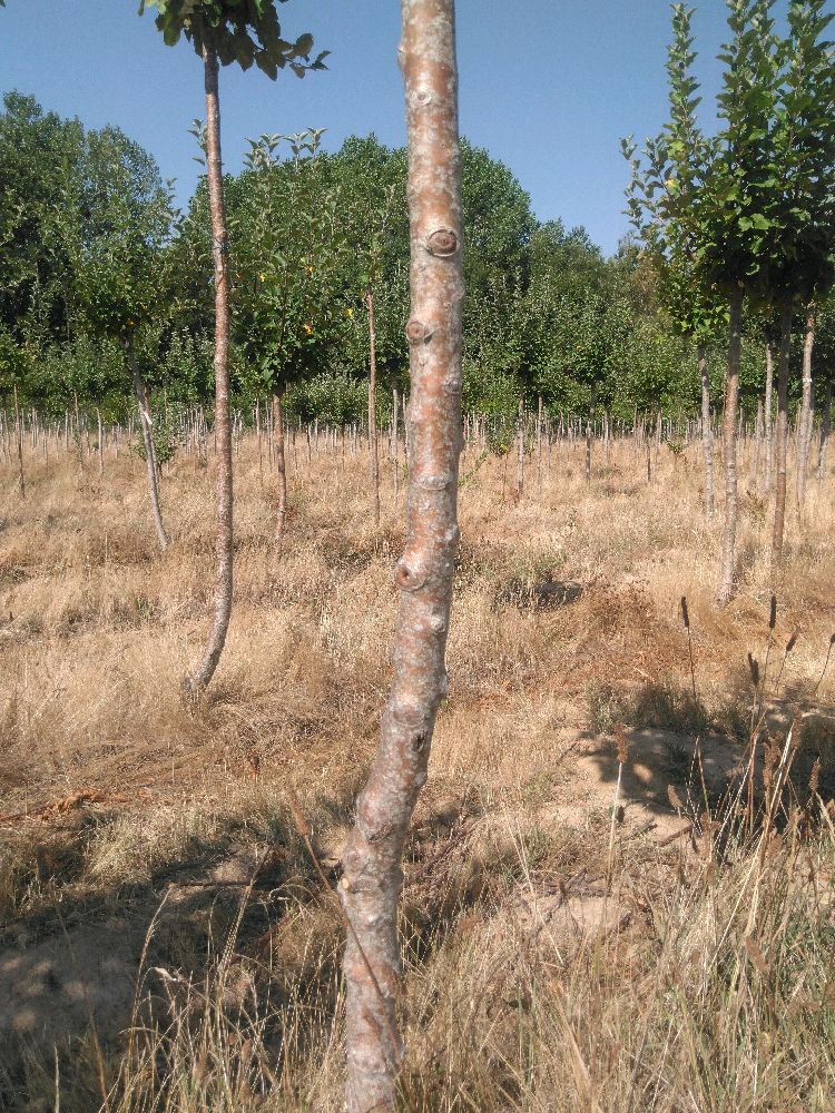 Pommier - Reine des Reinettes - Tige Demi - Force 2 - Autre