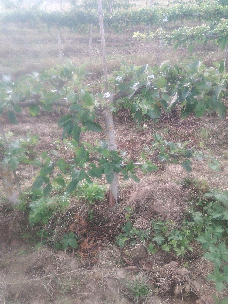 Pommier - Reinette Grise Royale - Cordon 2 Bras 0.80 - Force 5 - Autre