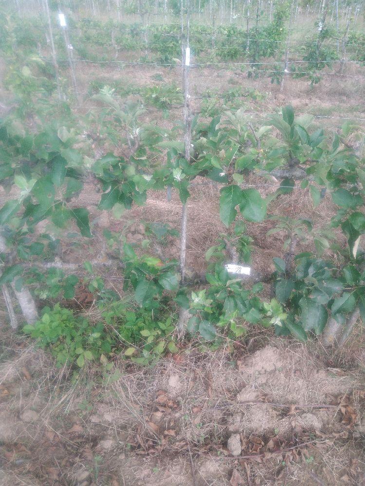 Pommier - Reinette Grise Royale - Cordon 2 Bras 0.40 - Force 5 - Autre