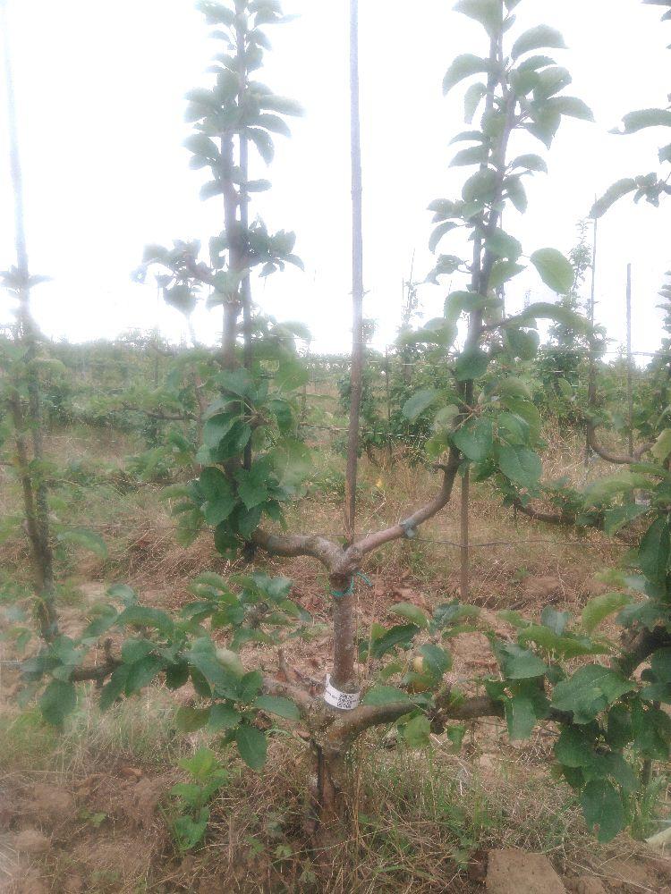 Pommier - Reinette Grise Royale - Verrier 4 Bras - Force 3 - Autre