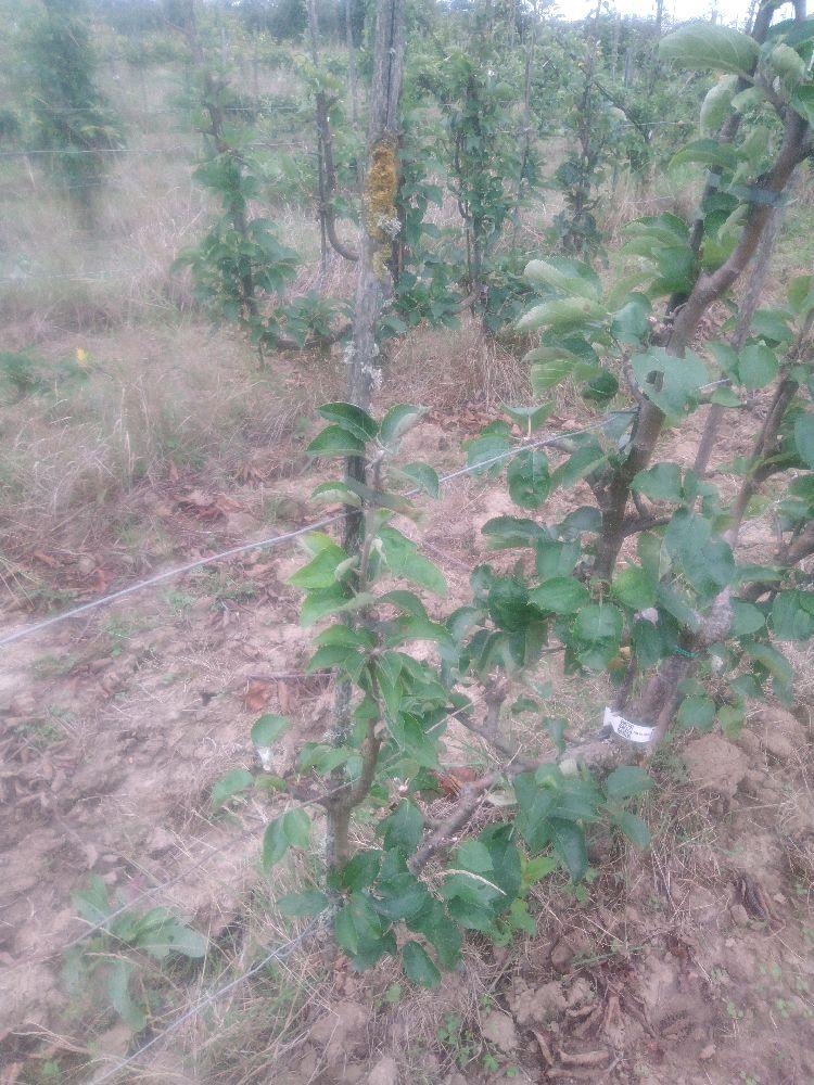 Pommier - Reinette Grise Royale - Verrier 4 Bras - Force 3 - Autre