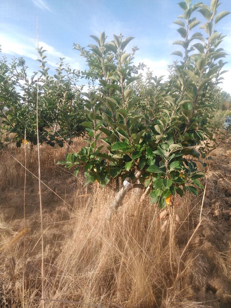 Pommier - Reinette Jules Labitte - Buisson - Force 1 - Penché