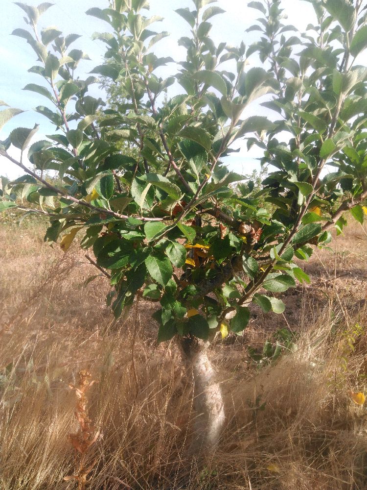 Pommier - Reinette Jules Labitte - Buisson - Force 2 - Penché