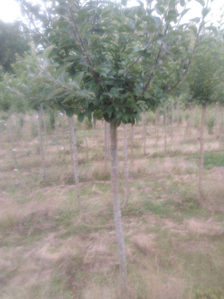 Pommier - Reinette Jules Labitte - Tige Demi - Force 2 - Cicatrice