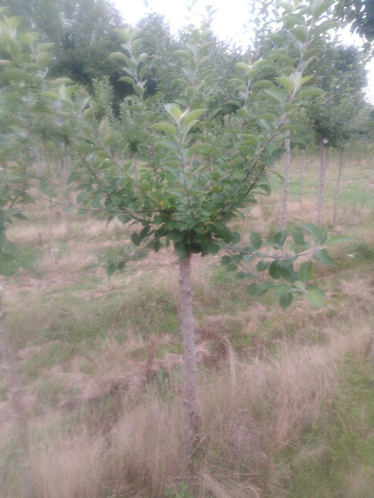 Pommier - Reinette Jules Labitte - Tige Quart - Force 1 - Cicatrice