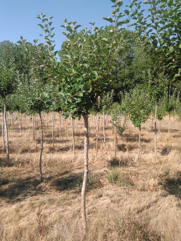 Pommier - Reinette d'Angleterre - Tige Demi - Force 2 - Penché