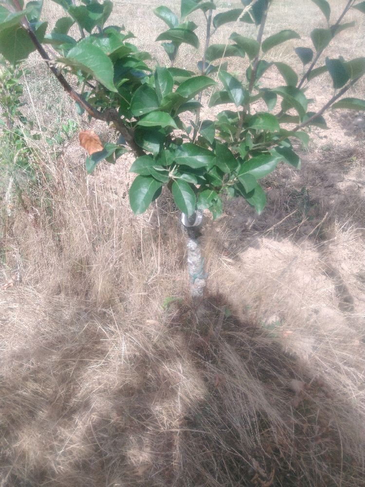 Pommier - Reinette d'Orléans - Buisson - Force 2 - Tête déséquilibrée