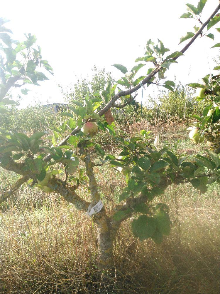 Pommier - Reinette de Cuzy - Palmette Oblique 2 Etages - Force 2 - Tête déséquilibrée