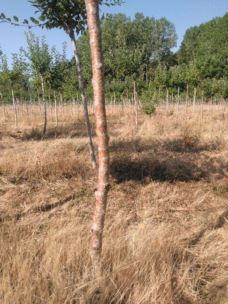 Pommier - Sauvageon Barré - Tige Quart - Force 1 - Autre