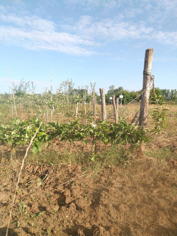 Pommier - Signe Tillish - Cordon 2 Bras 0.40 - Force 2 - Autre
